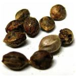 Семена марихуаны АК-47  (Seeds AK-47) в Ардатове